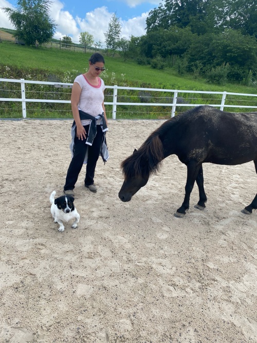 Ein Coachingmoment mit Pferd und Hund
